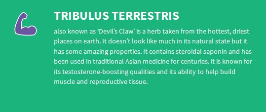 testogen-Tribulus-terrestris