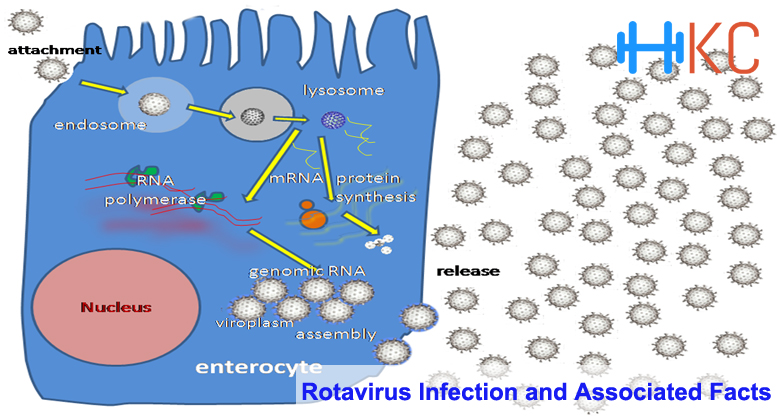 Rotavirus Infection and Associated Facts