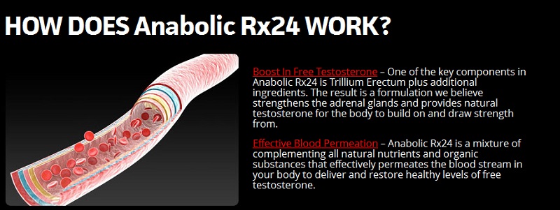 How Does ANABOLIC RX24 Work