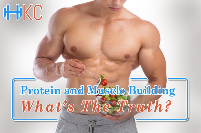 Protein and Muscle Building