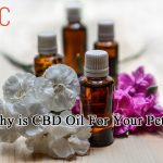 Why is CBD Oil For Your Pet