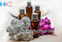 Why is CBD Oil For Your Pet