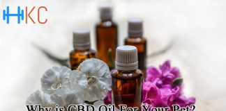 Why is CBD Oil For Your Pet