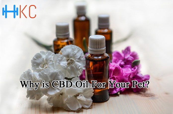 Why is CBD Oil For Your Pet