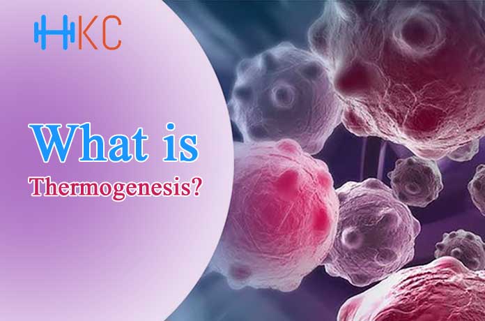 What is Thermogenesis